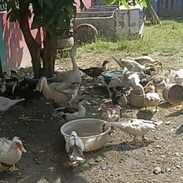 Bermula Dari Hobi, Raup Keuntungan Dari Beternak Unggas