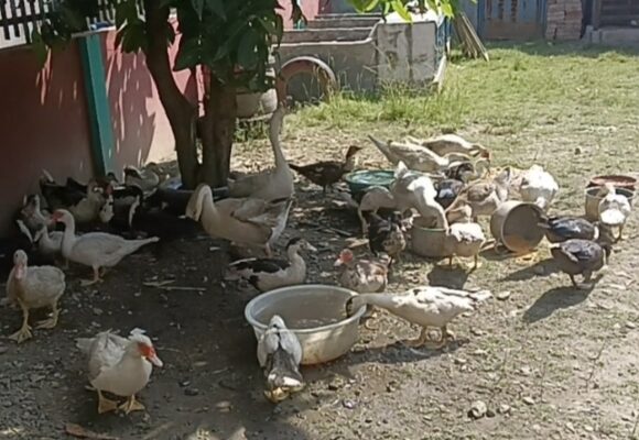 Bermula Dari Hobi, Raup Keuntungan Dari Beternak Unggas